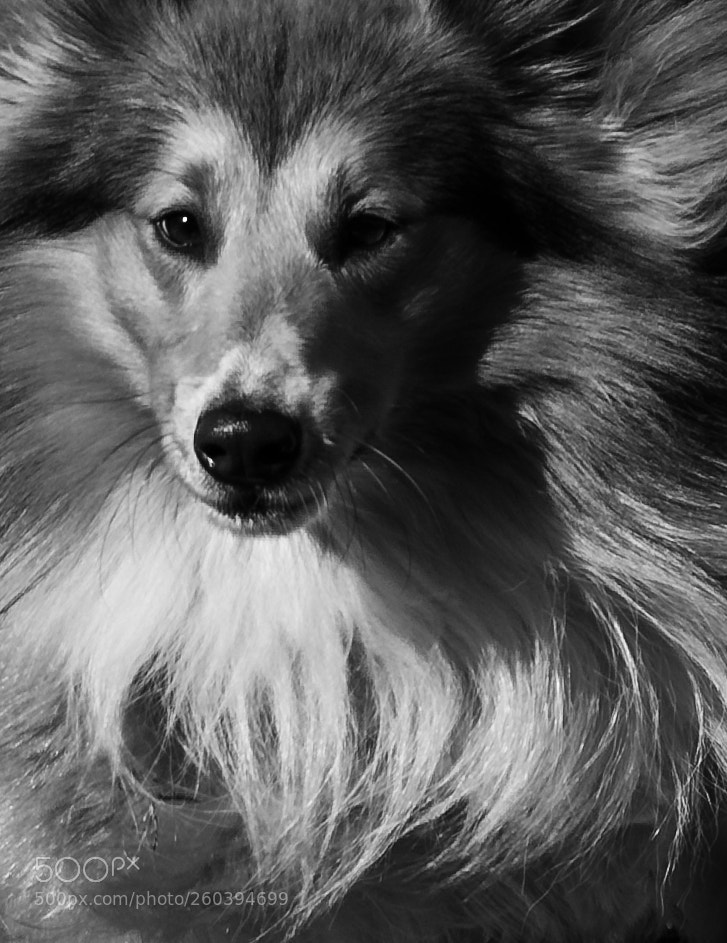 Canon EOS 7D Mark II sample photo. Pretty dog photography