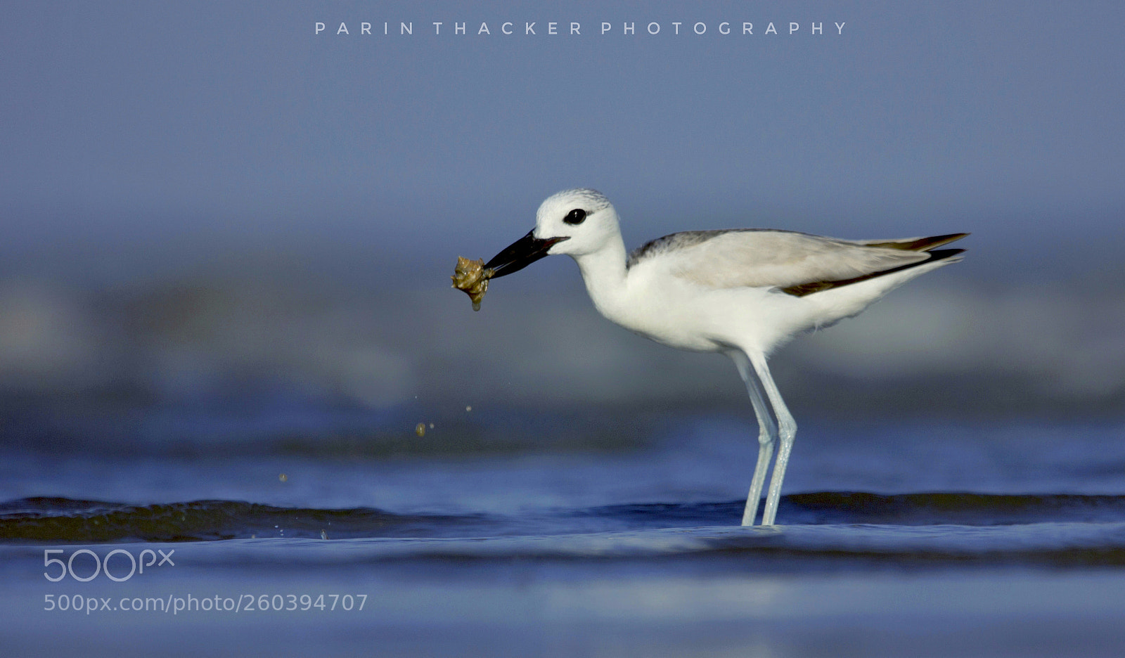 Canon EOS 600D (Rebel EOS T3i / EOS Kiss X5) sample photo. Crab plover photography
