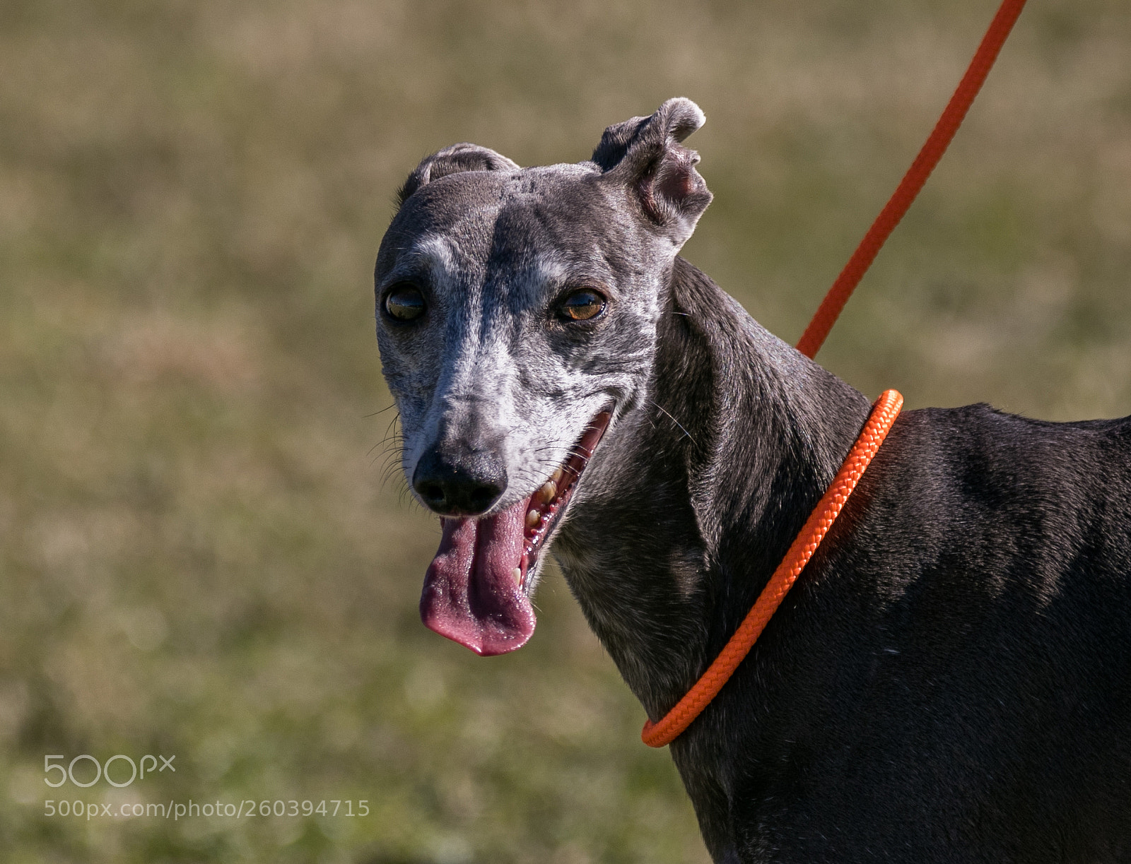 Canon EOS 7D Mark II sample photo. Yes? photography