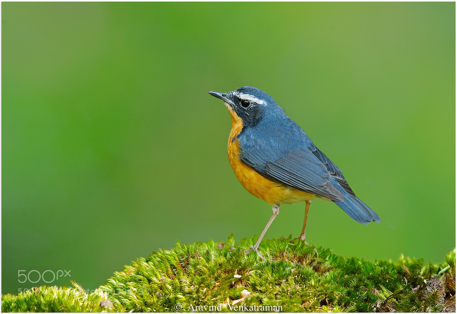 Canon EOS-1D X sample photo. Indian blue robin photography