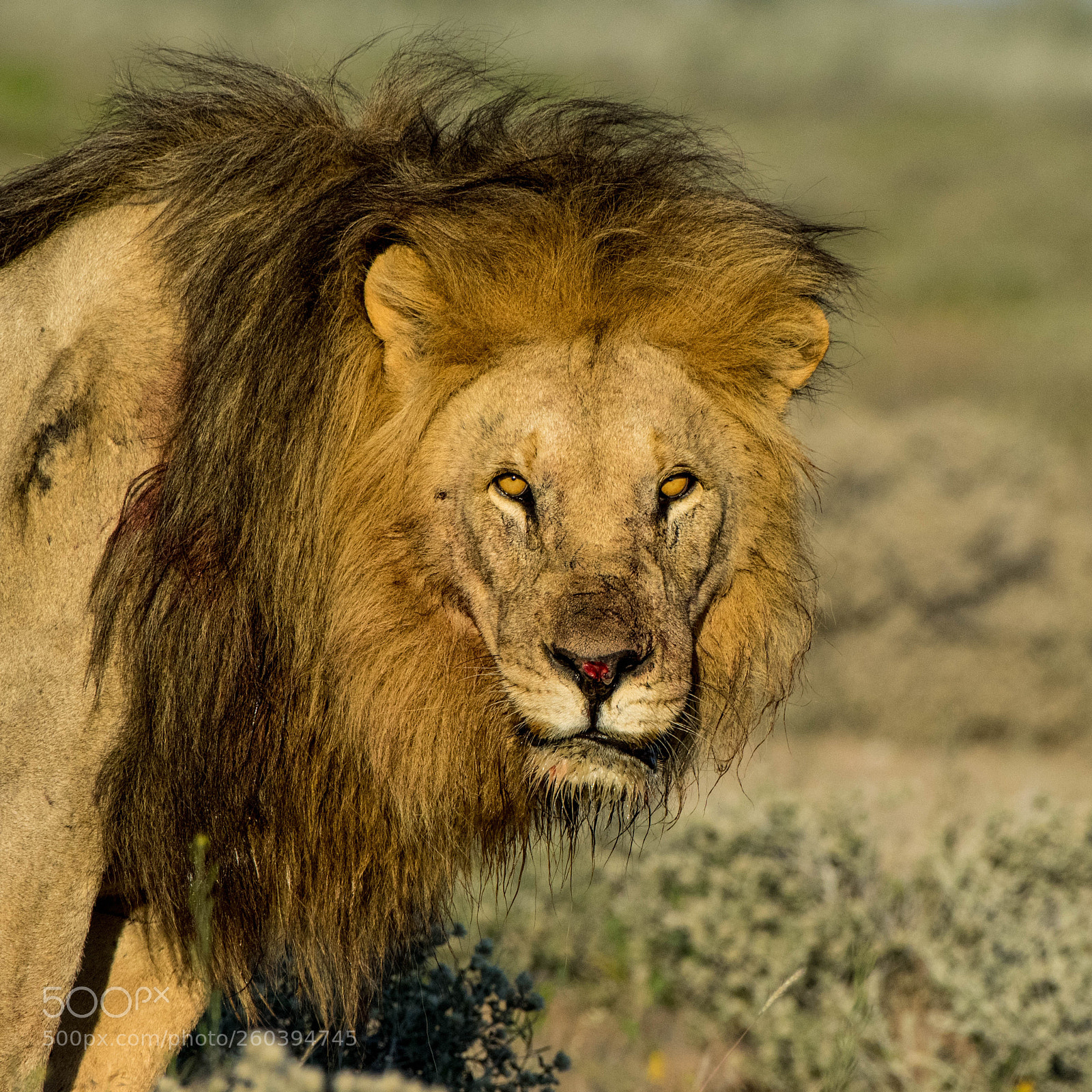 Pentax K-3 II sample photo. Lion, etosha photography