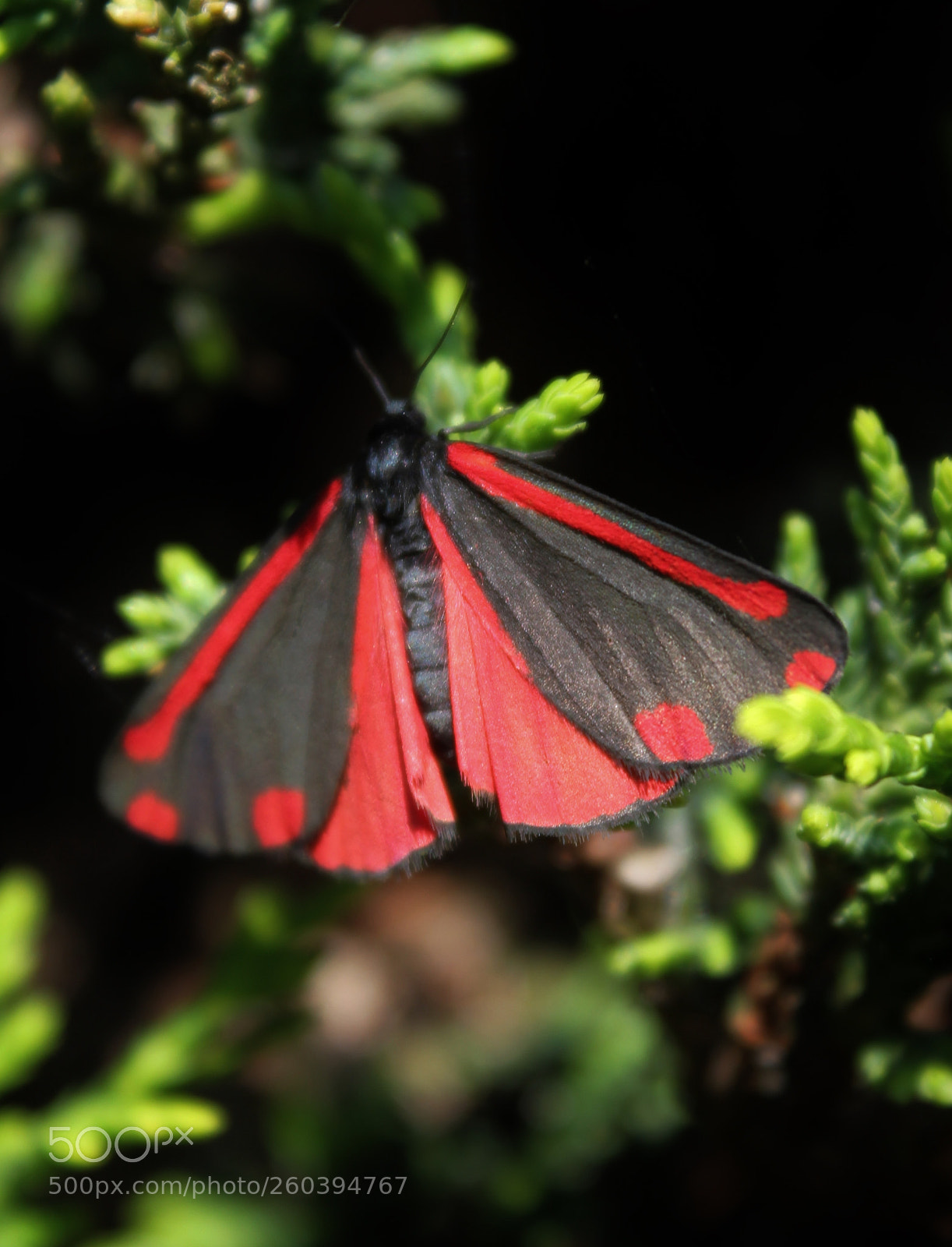 Canon EOS 550D (EOS Rebel T2i / EOS Kiss X4) sample photo. Cinnabar moth photography