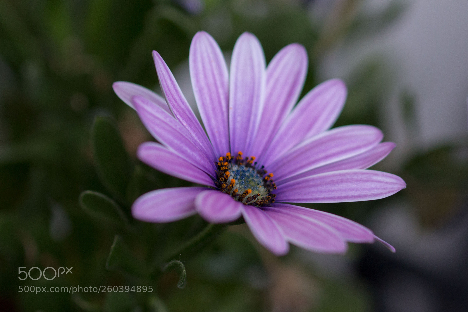 Canon EOS 700D (EOS Rebel T5i / EOS Kiss X7i) sample photo. Flower photography