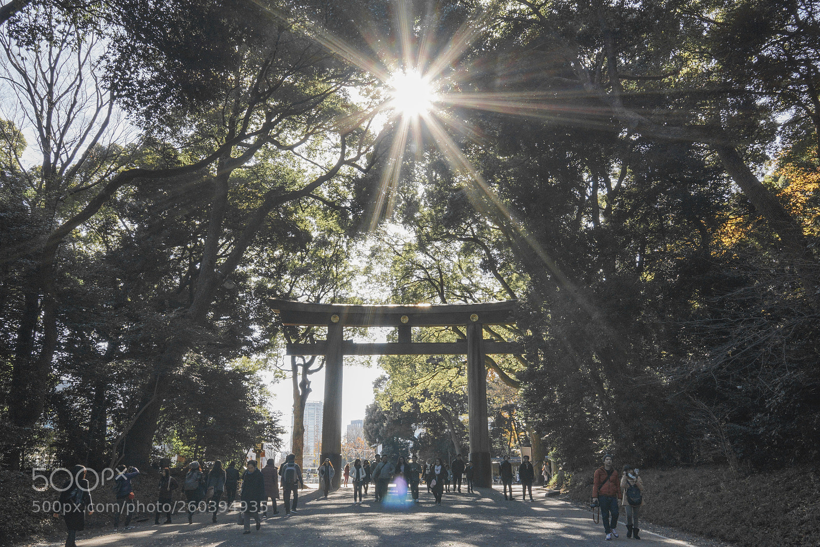 Sony a6000 sample photo. Komorebi 木漏れ日 photography