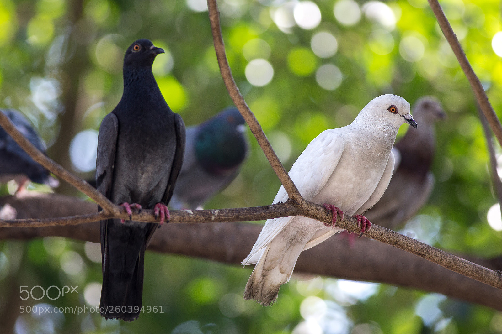 Canon EOS 6D sample photo. Swing photography