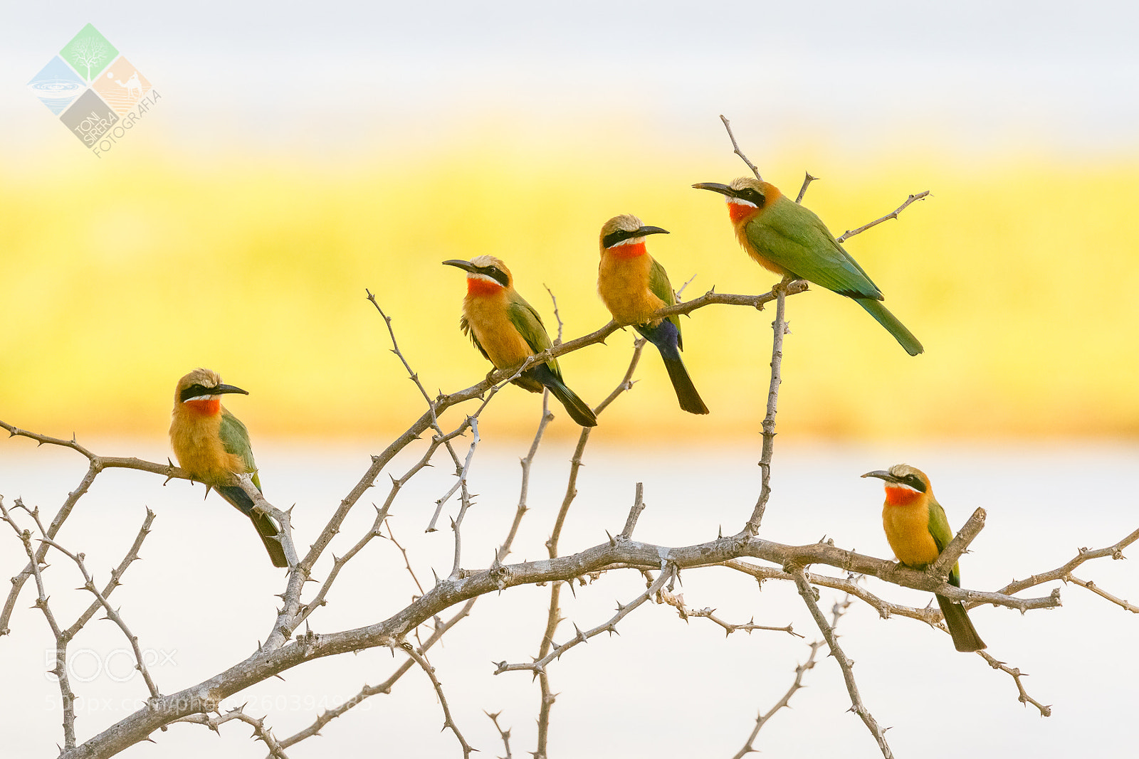 Canon EOS 7D Mark II sample photo. Bee-eaters photography