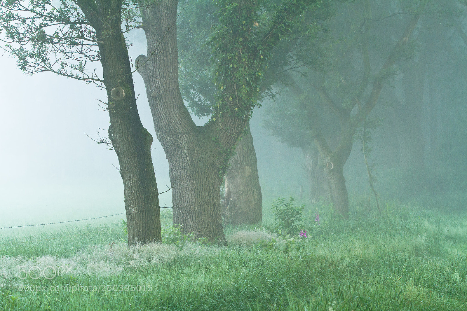 Canon EOS 7D sample photo. Awakening photography