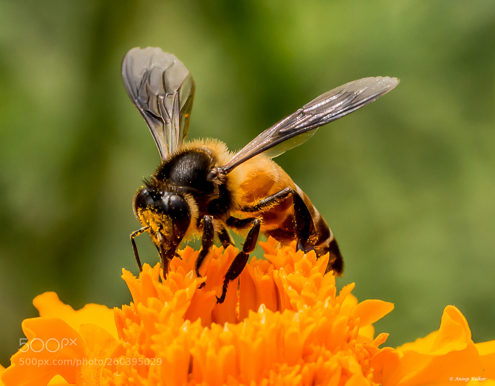 Canon EOS 700D (EOS Rebel T5i / EOS Kiss X7i) sample photo. Dripped in saffron photography