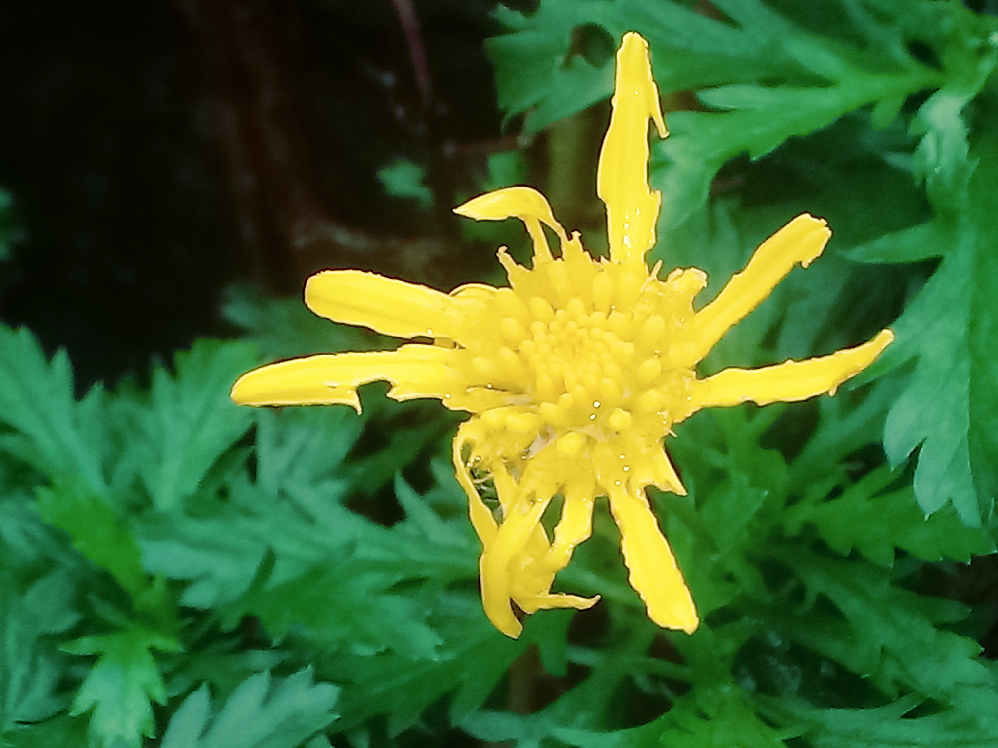 LG K10 (2017) sample photo