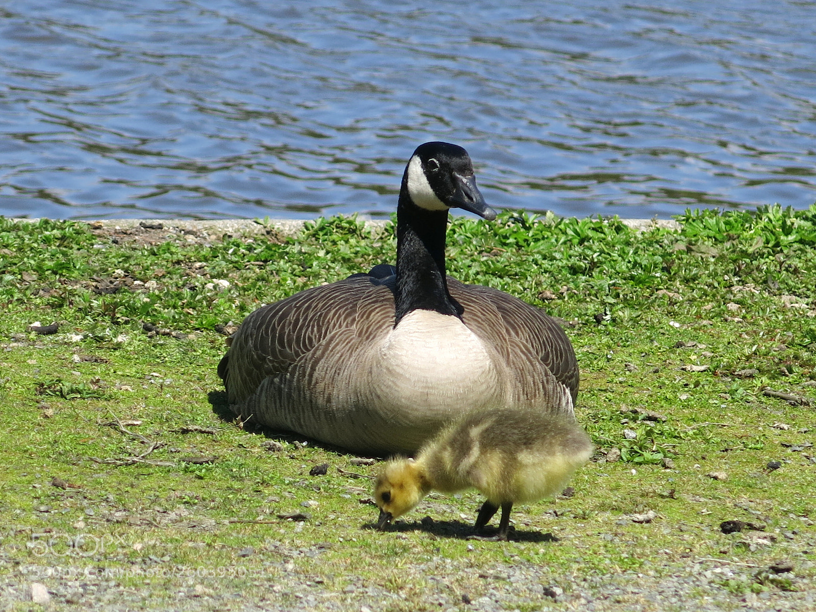 Canon PowerShot G15 sample photo. The life of birds photography