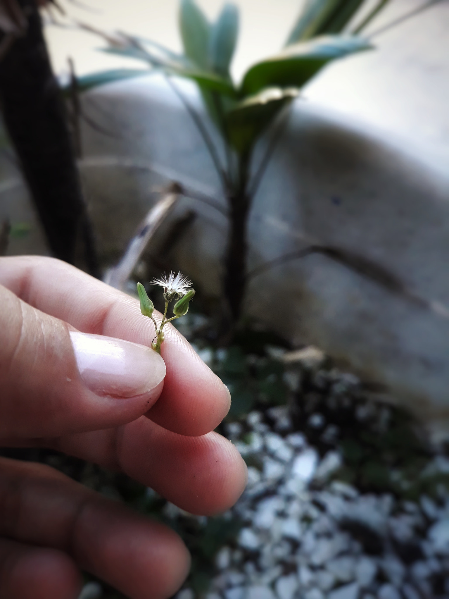 Samsung Galaxy J5 Pro sample photo. Minuciosamente lindo photography