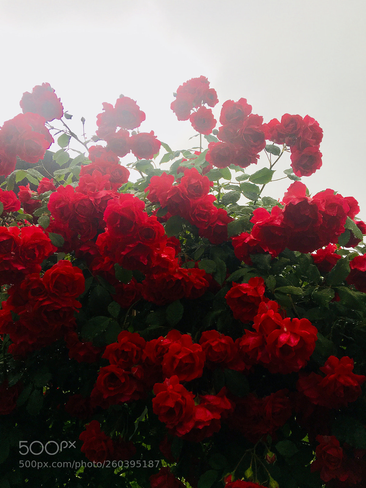 Apple iPhone 6s Plus sample photo. Untitled photography