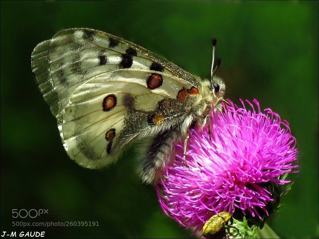 Canon PowerShot SX60 HS sample photo. Le bel apollon photography