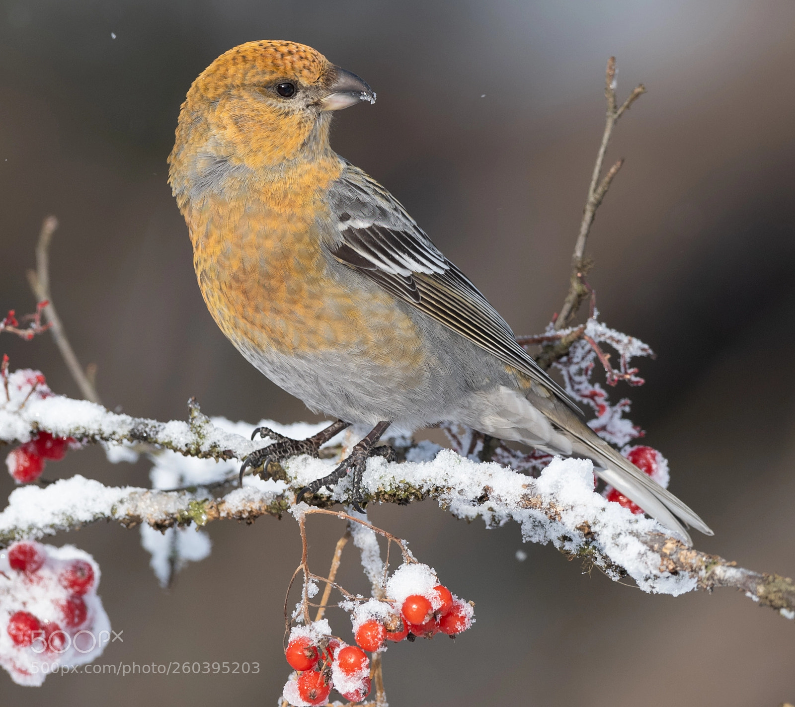 Nikon D5 sample photo. Pine grosbeck female photography