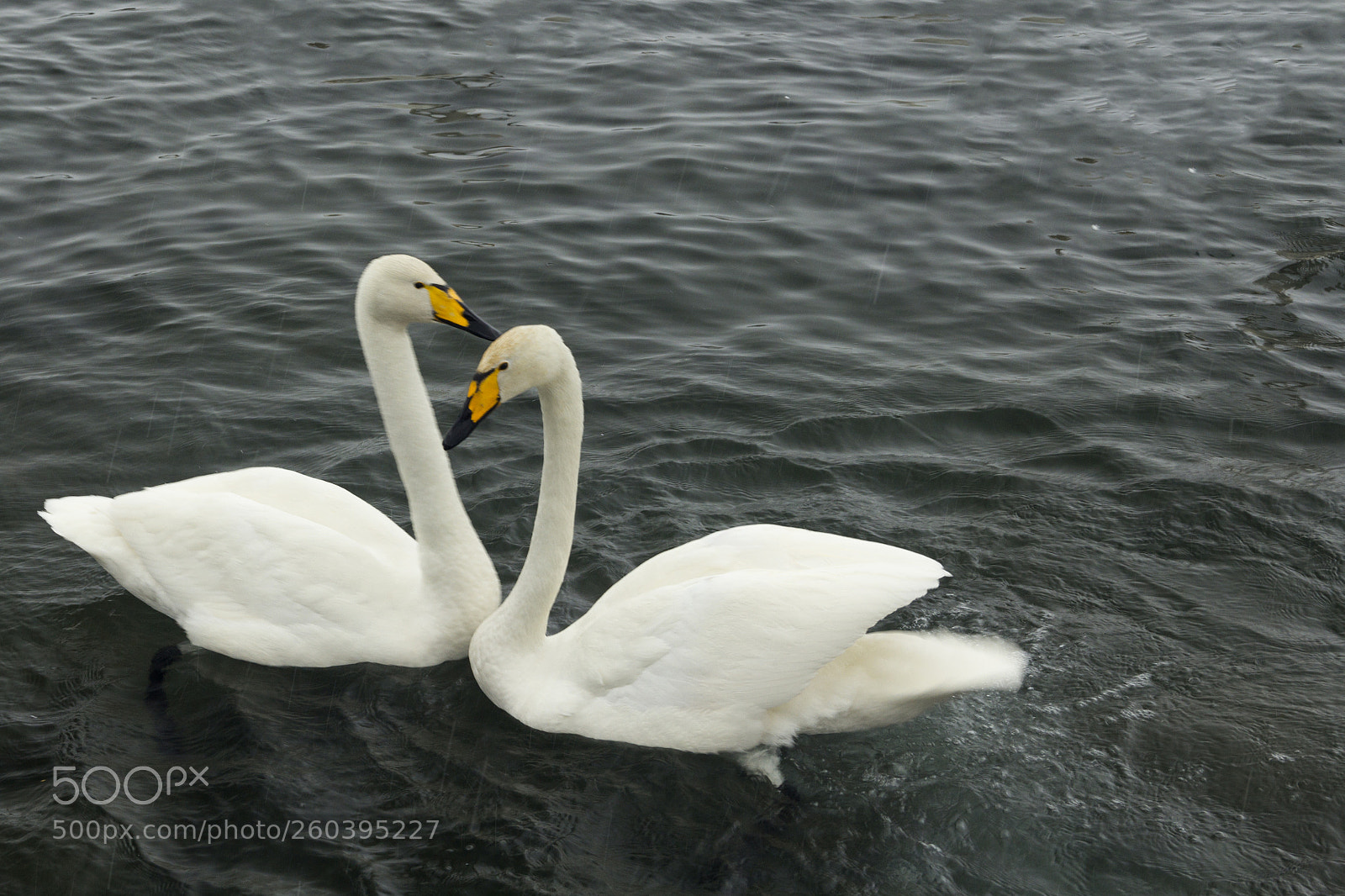 Canon EOS 60D sample photo. White swans on the photography