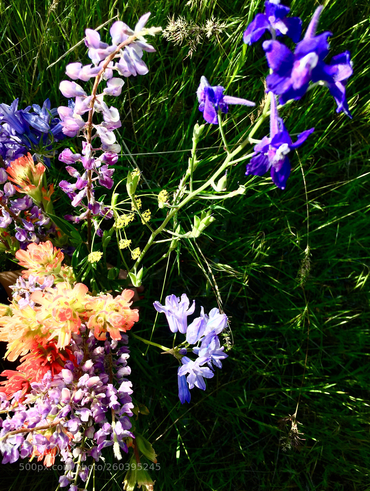 Apple iPhone 6 sample photo. Bloomin’ photography