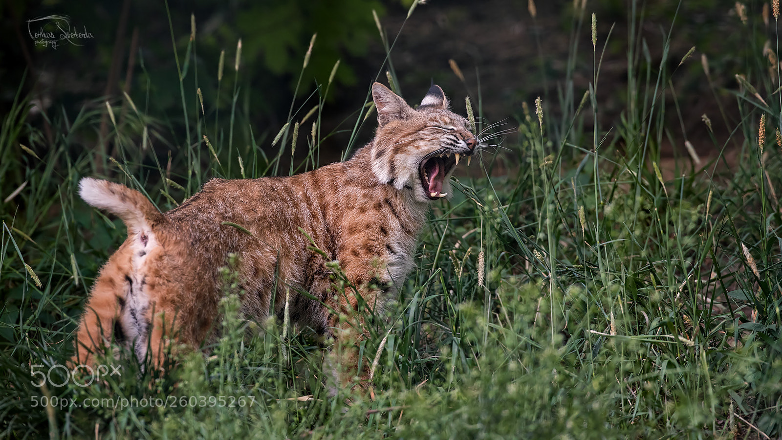Nikon D750 sample photo. The bobcat (lynx rufus) photography