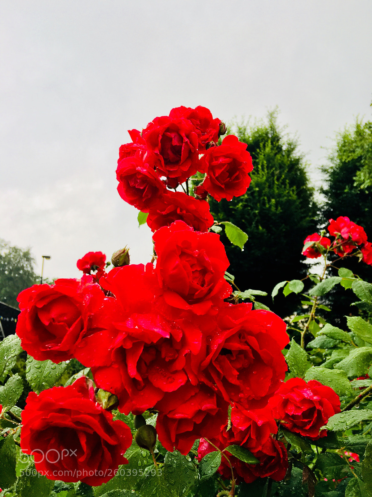 Apple iPhone 6s Plus sample photo. Untitled photography