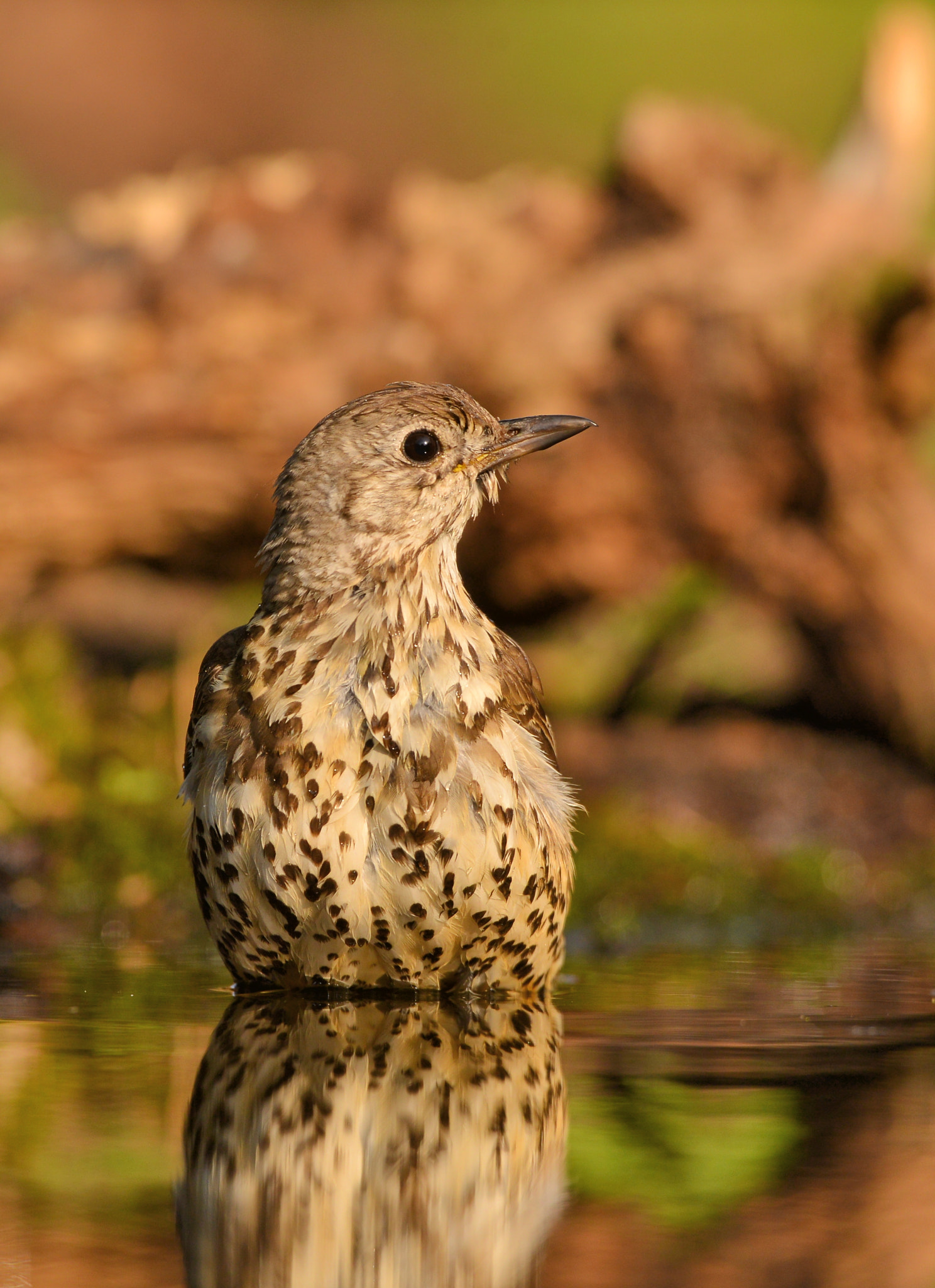 Nikon AF-S Nikkor 500mm F4G ED VR sample photo. Zanglijster photography