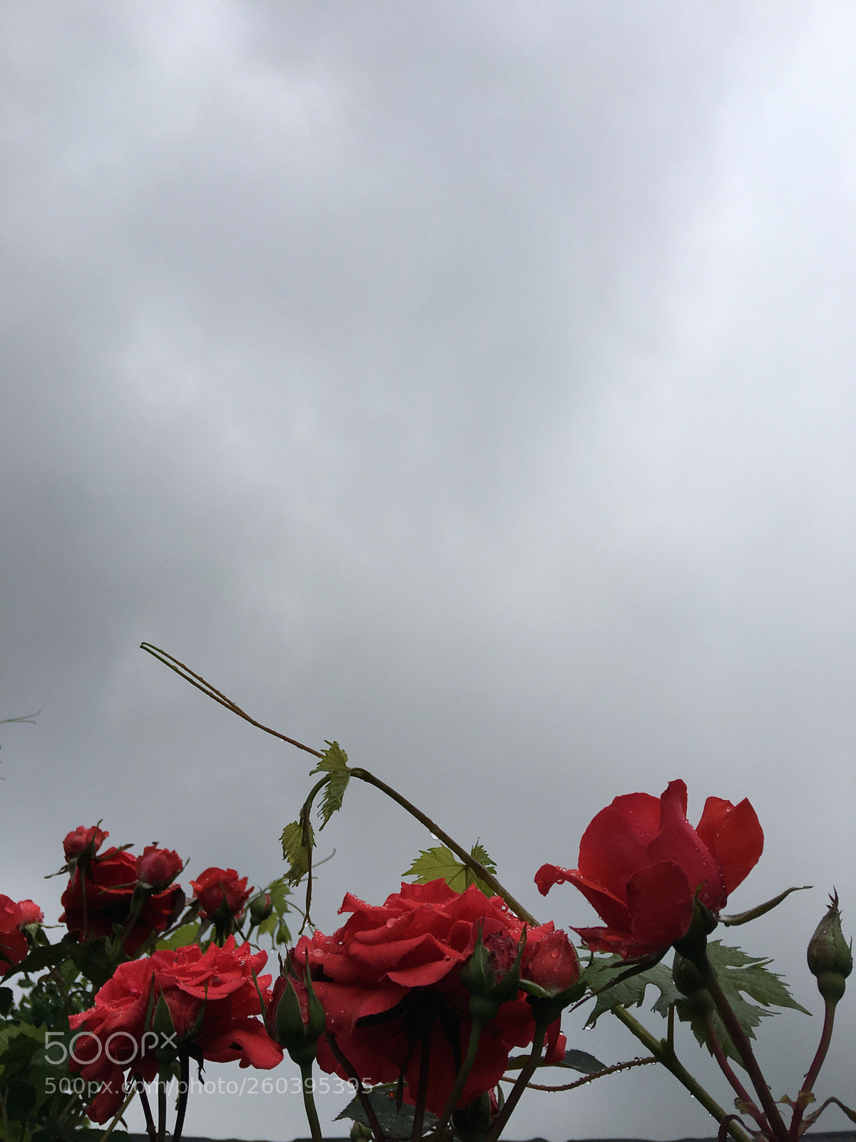 Apple iPhone 6s Plus sample photo. Untitled photography