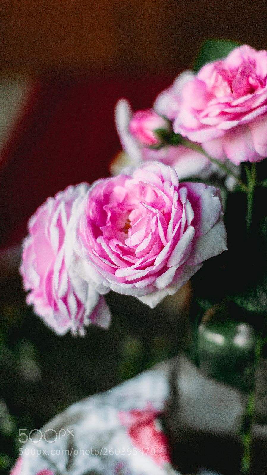 Sony Alpha DSLR-A390 sample photo. Rosa odorata photography