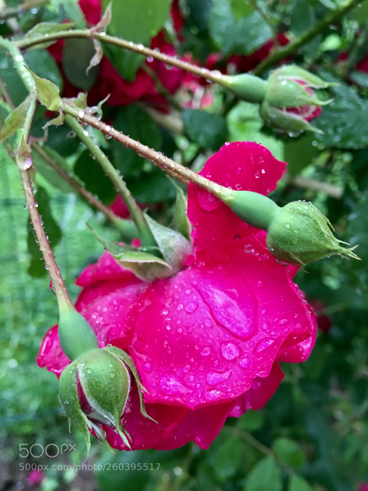 Apple iPhone 6s Plus sample photo. Untitled photography