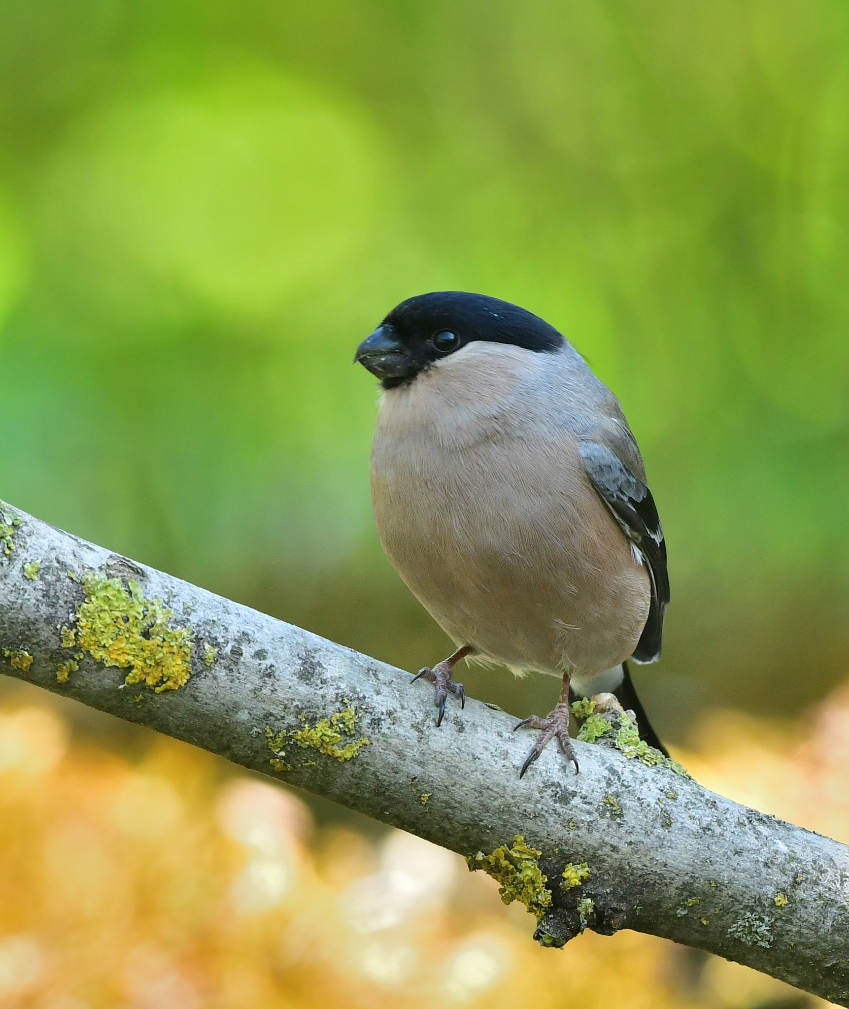 Nikon AF-S Nikkor 500mm F4G ED VR sample photo. Goudvink photography