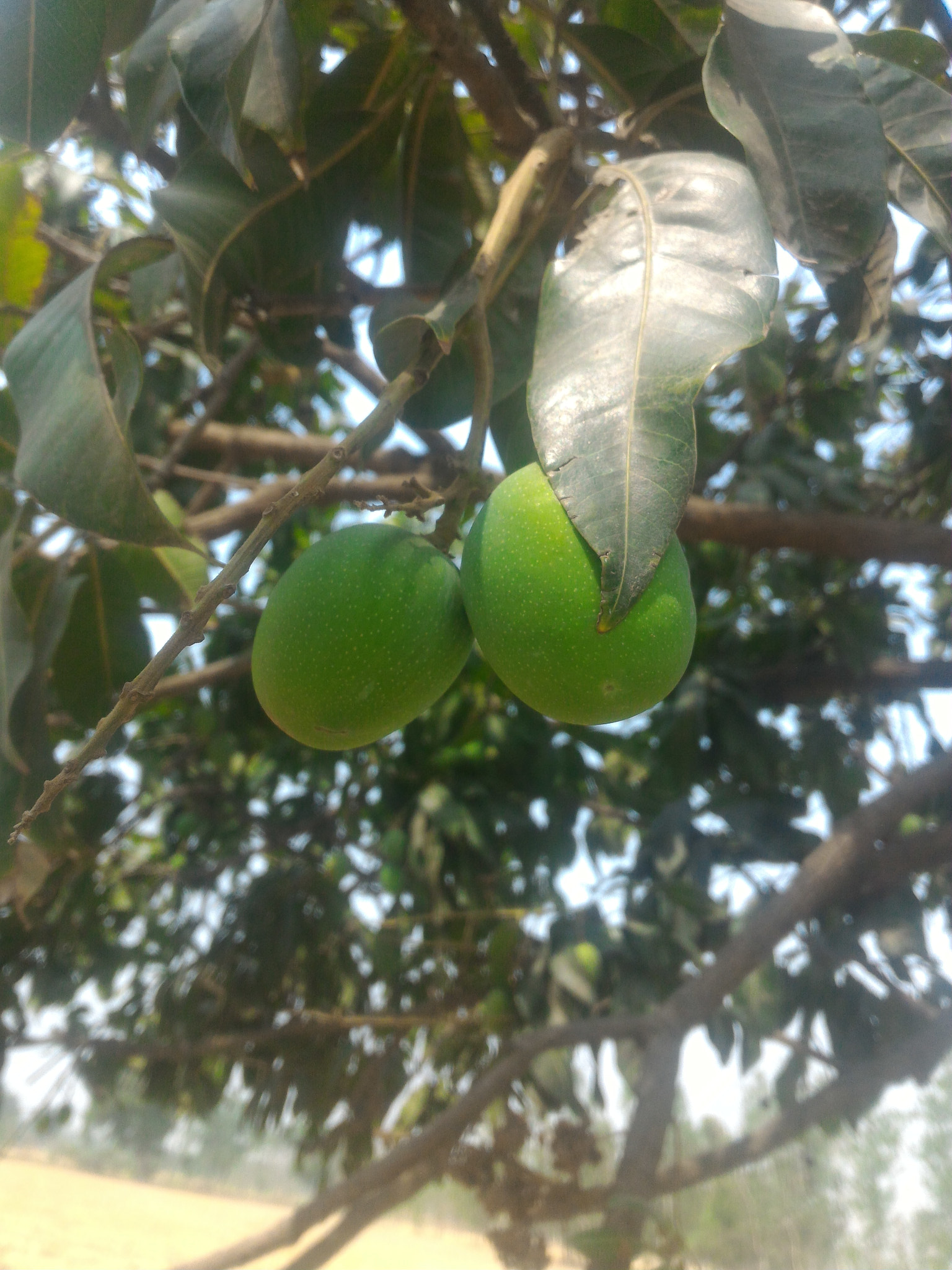 ASUS ZenFone 2 (ZE551ML) sample photo