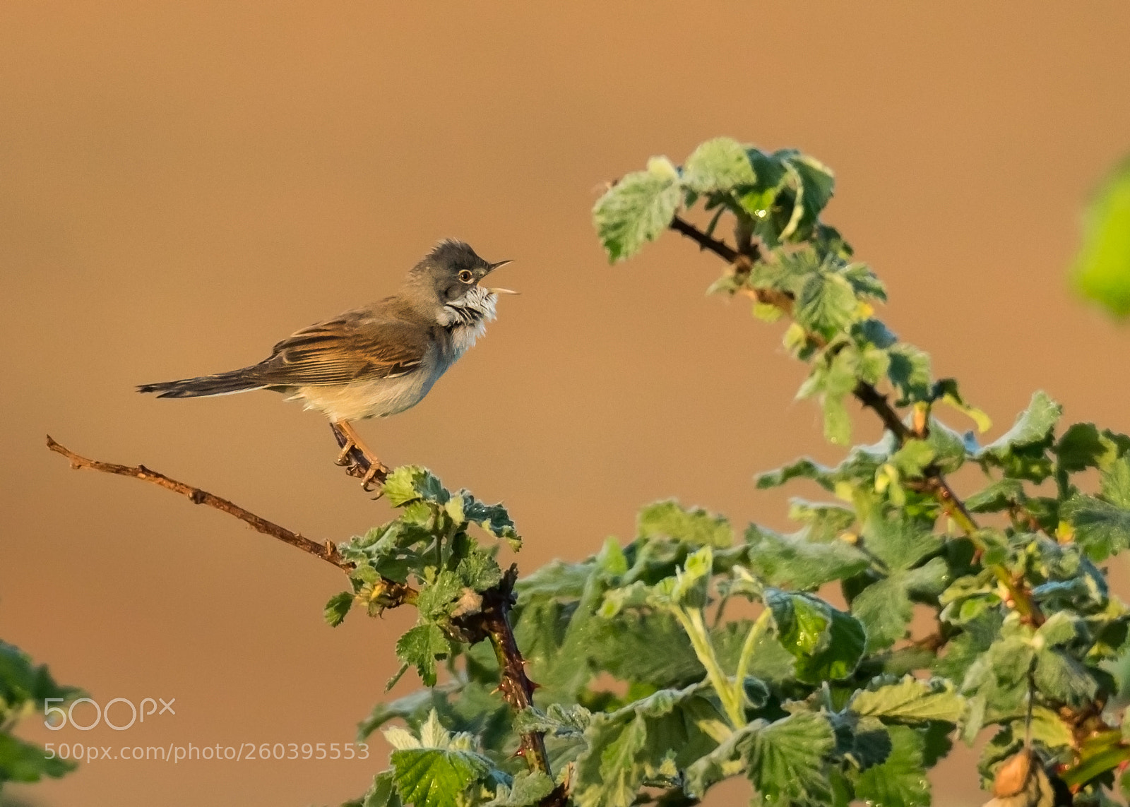 Canon EOS 7D Mark II sample photo. Tjirping birdy photography