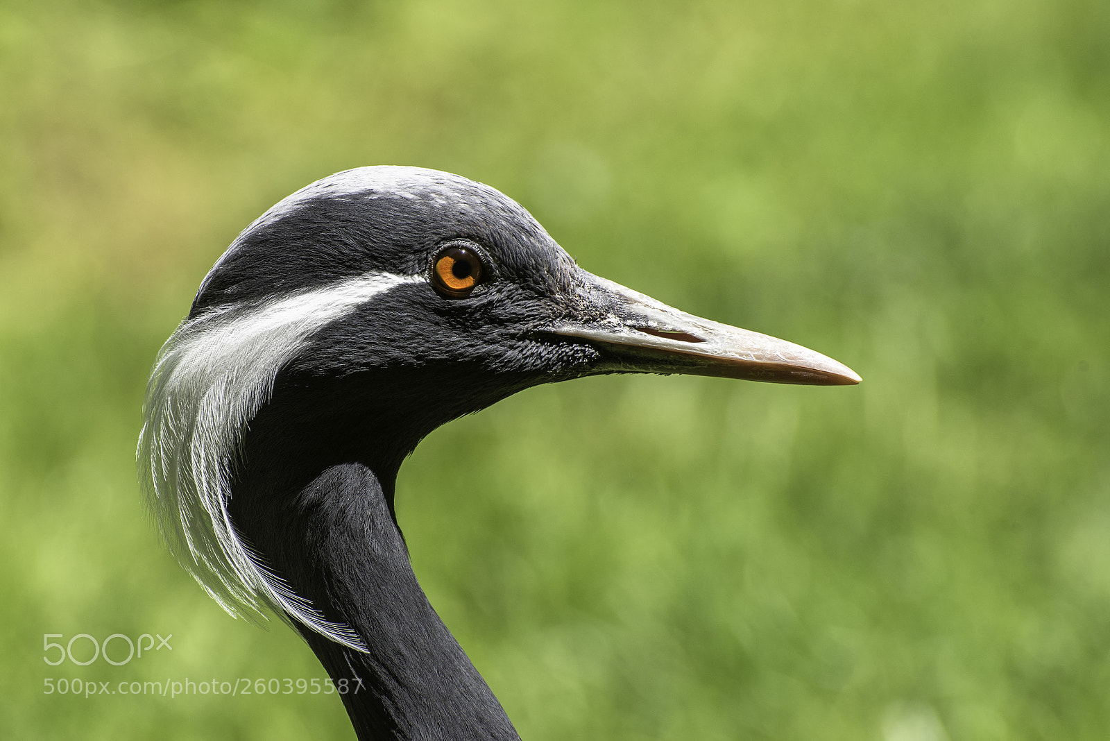 Nikon D750 sample photo. Grue demoiselle photography
