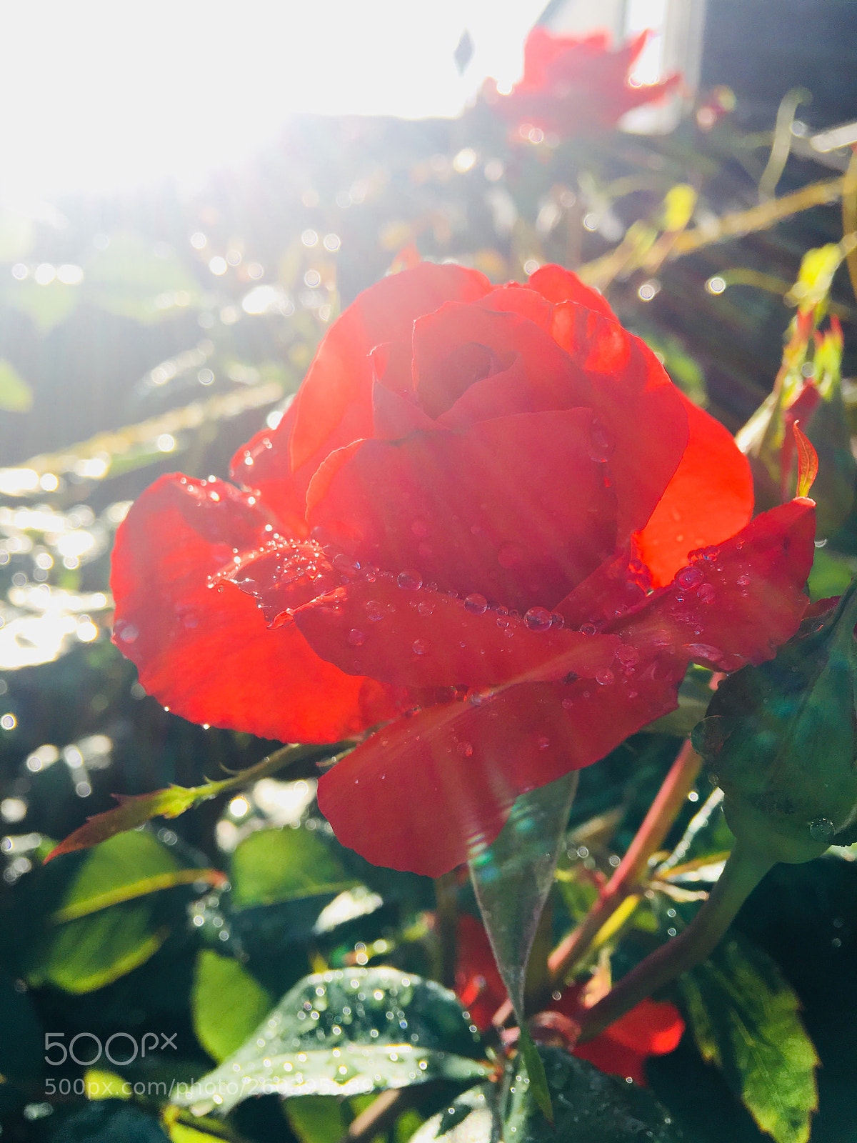 Apple iPhone 6s Plus sample photo. Untitled photography