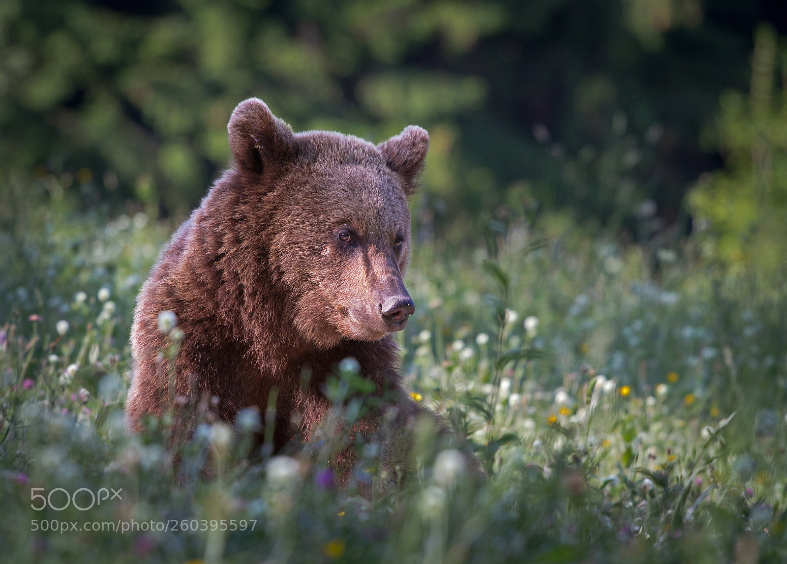 Canon EOS 7D sample photo. Brown bear photography