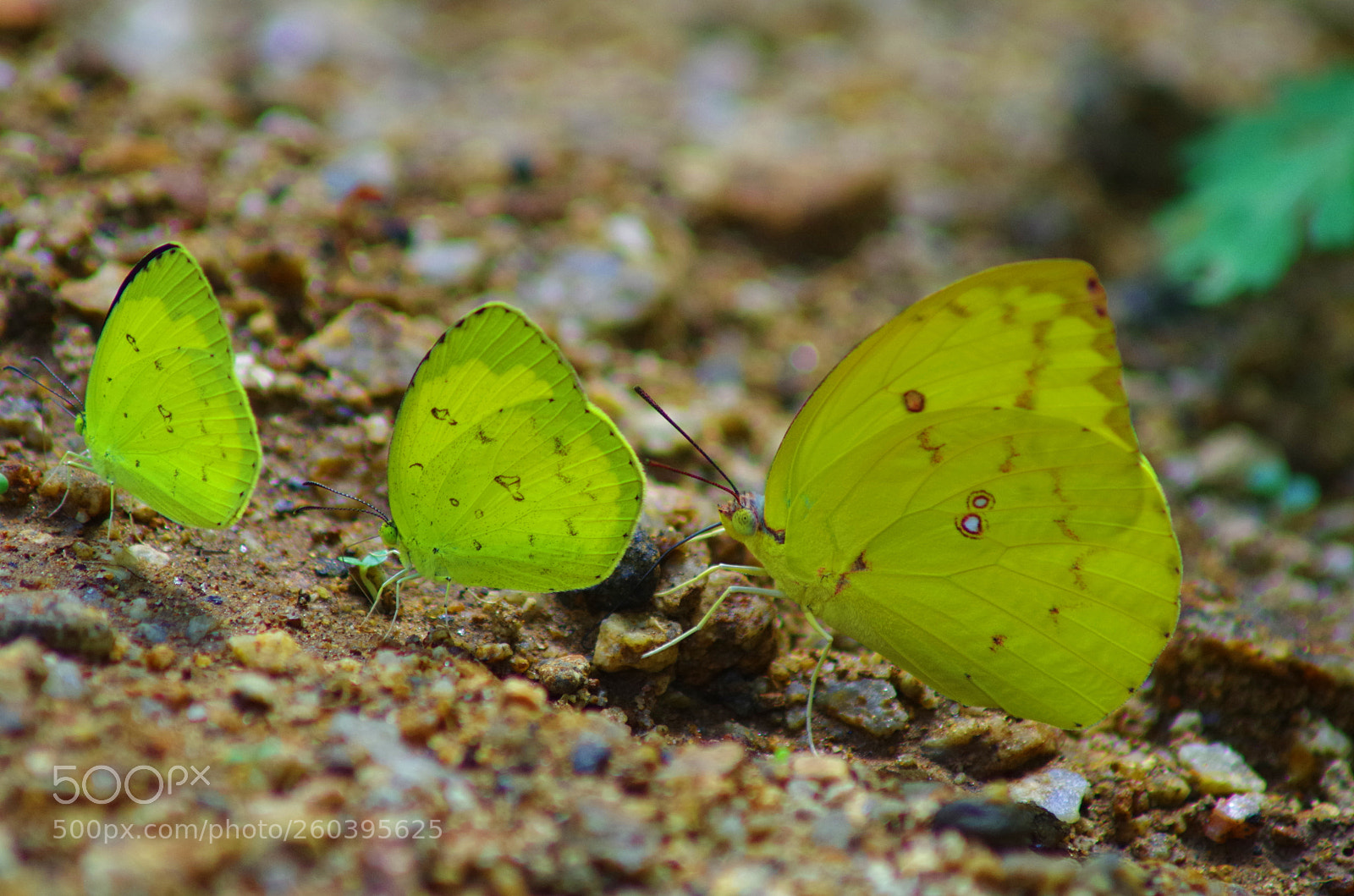 Pentax K-500 sample photo. Yellow trinity ! photography