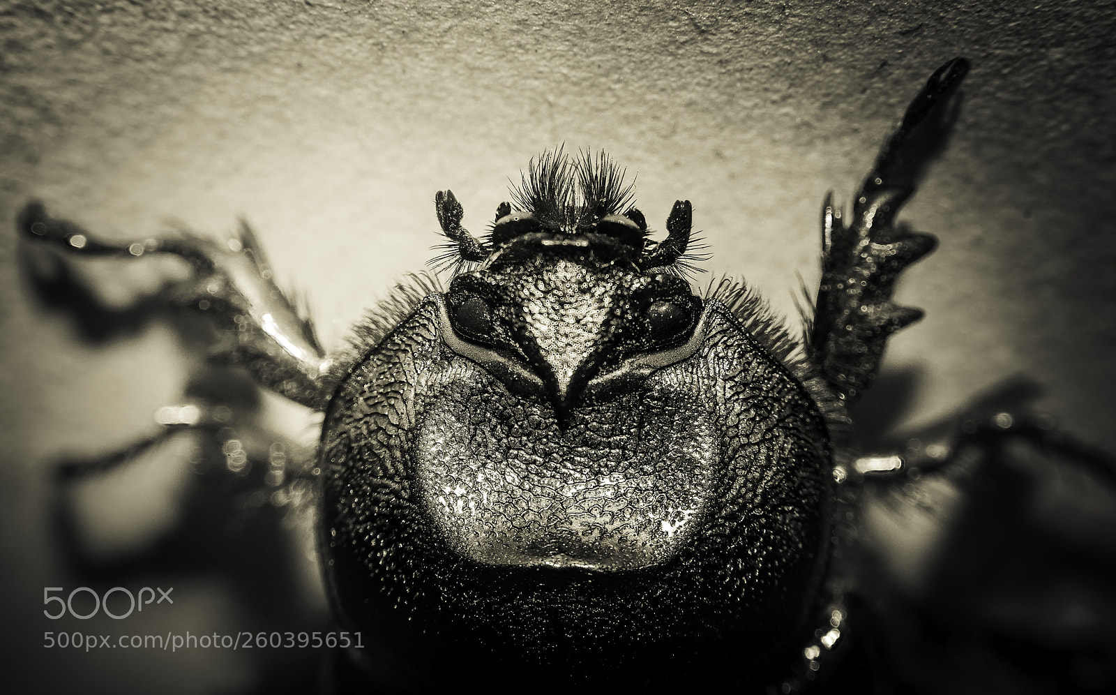Nikon D7200 sample photo. Oryctes nasicornis ♀ photography