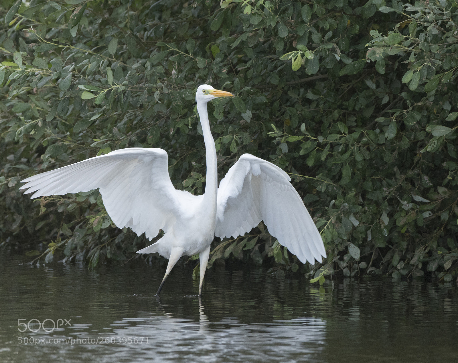 Nikon D500 sample photo. Grote zilverreiger photography