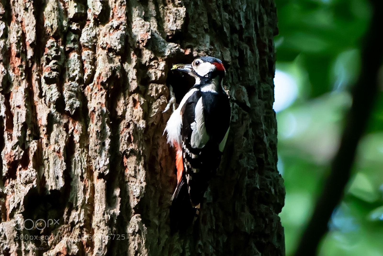 Nikon D750 sample photo. Woodpecker photography