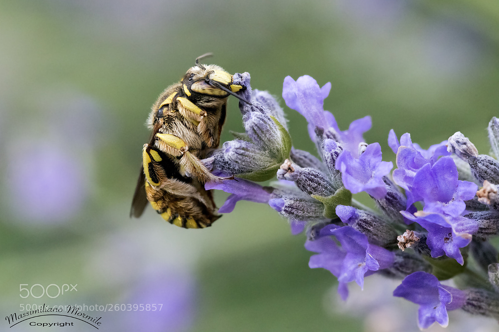 Canon EOS 6D sample photo. Ape photography