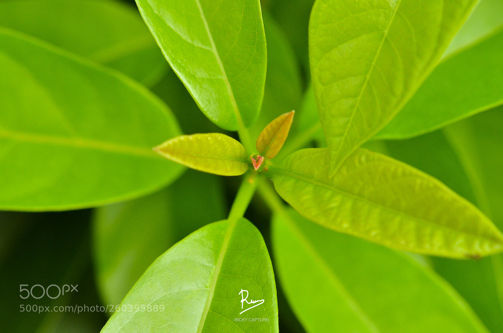 Nikon D7000 sample photo. Center point photography