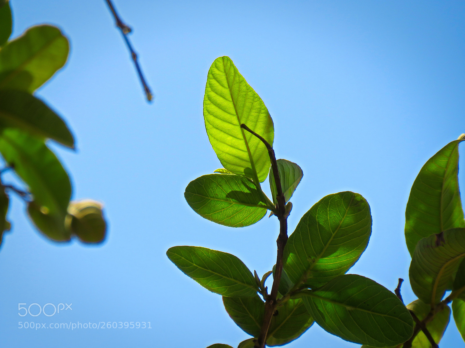 Canon PowerShot SX540 HS sample photo. Leaf with sunlight photography