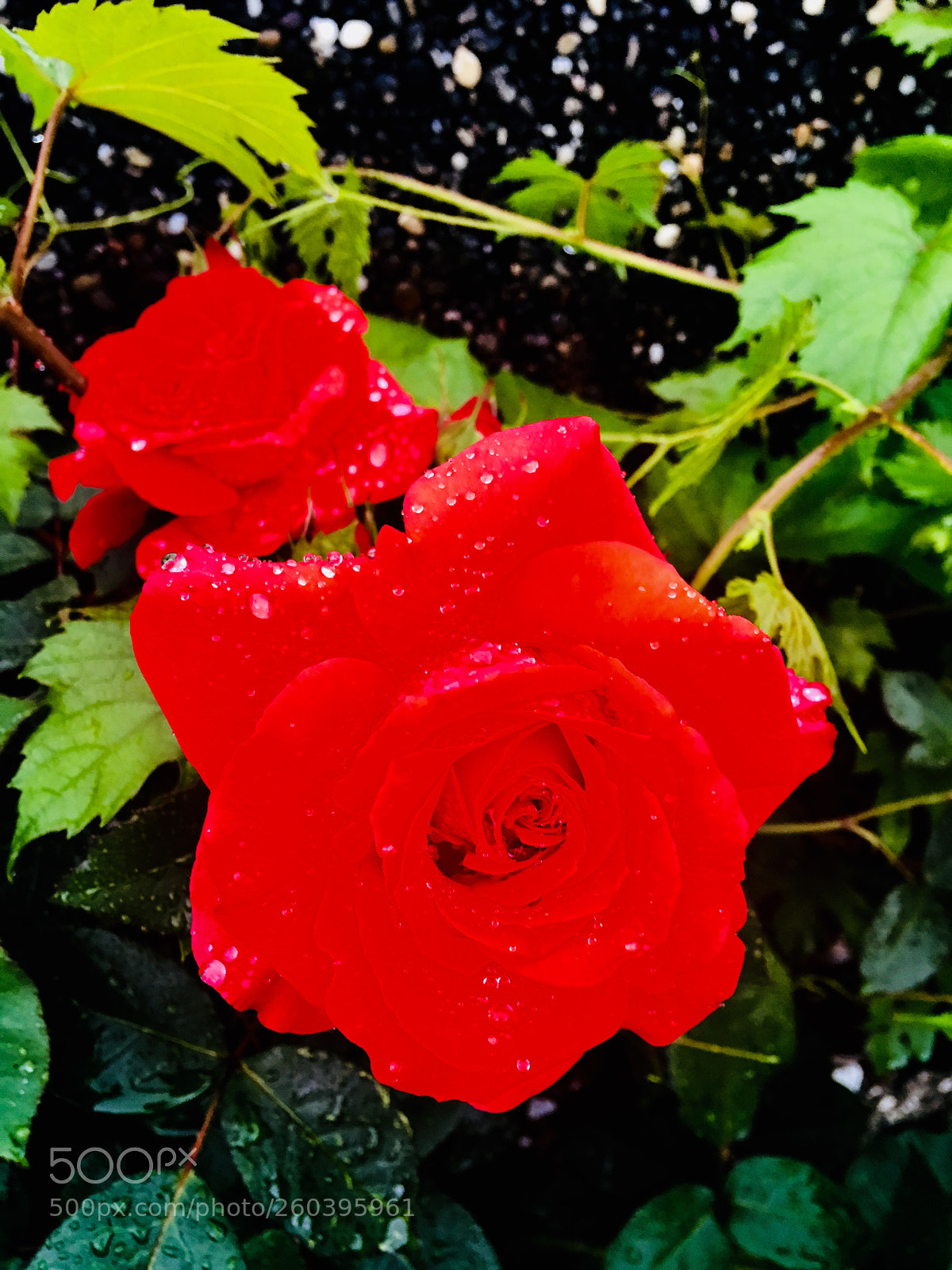 Apple iPhone 6s Plus sample photo. Untitled photography