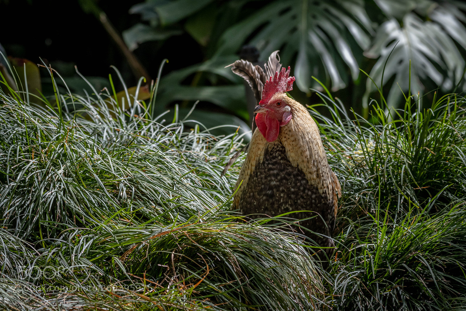 Nikon D500 sample photo. Good looking rooste photography