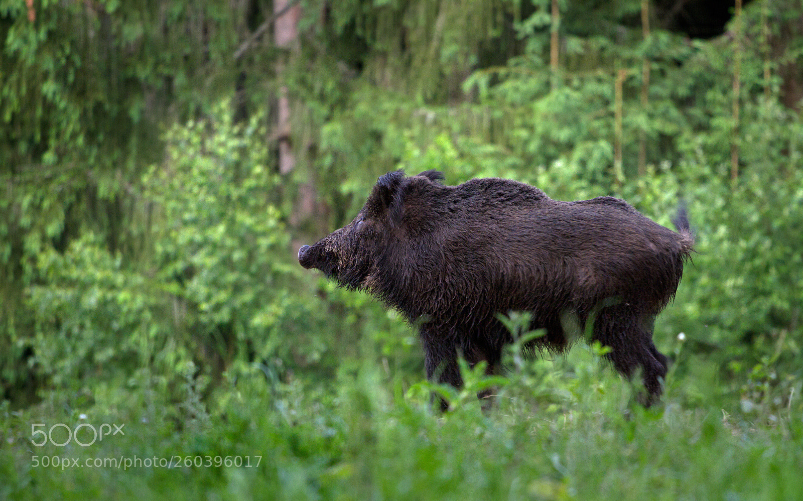 Canon EOS 7D sample photo. Wild boar photography