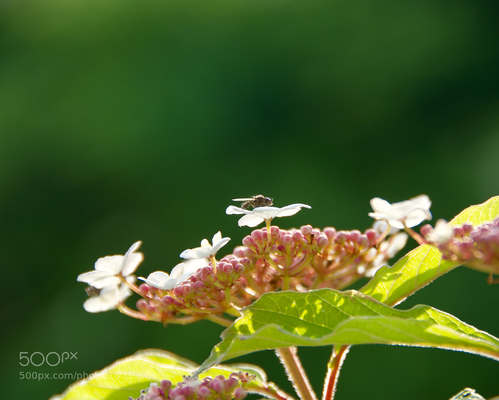 Nikon D7100 sample photo. Bloom photography