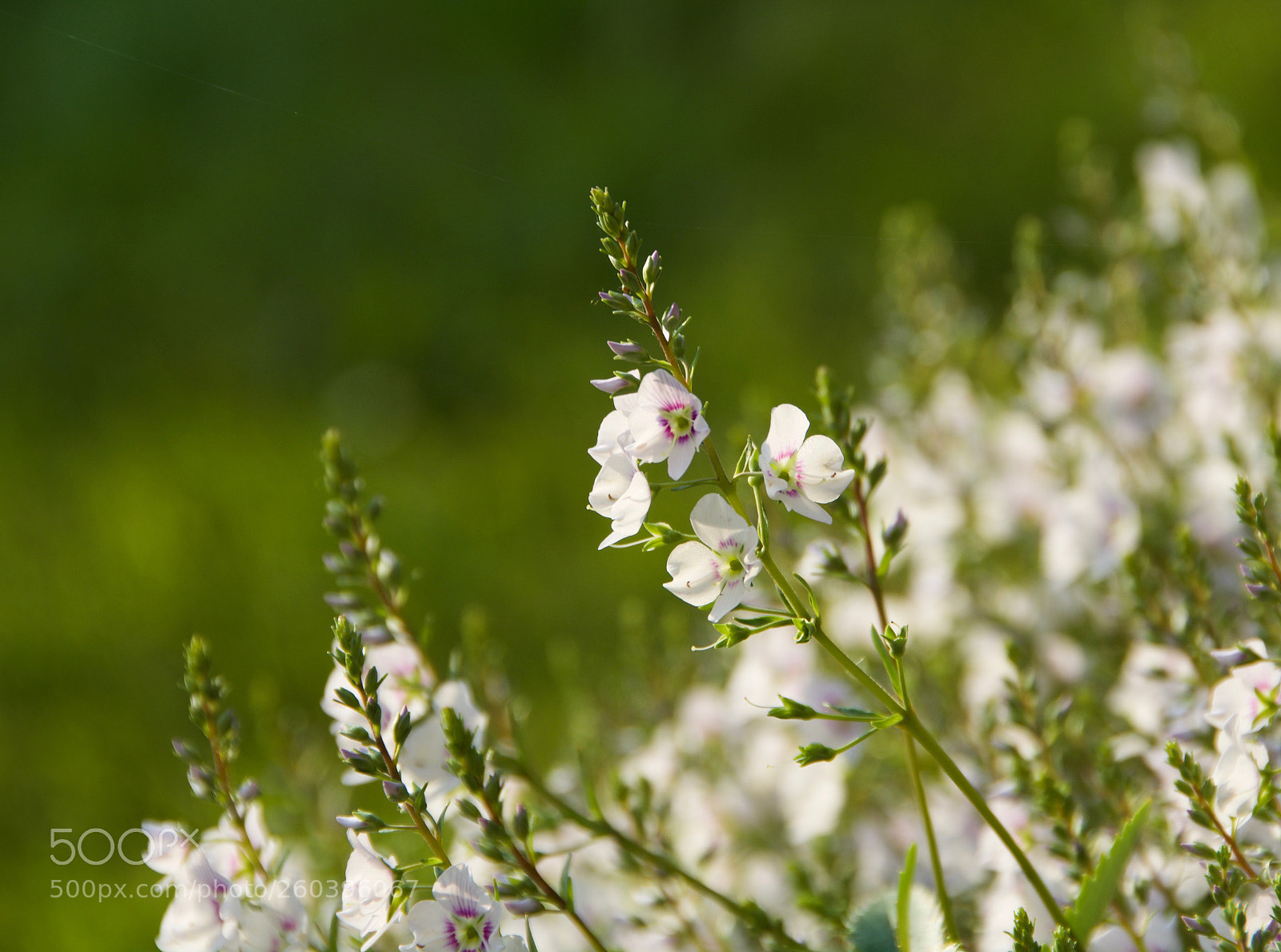 Nikon D7100 sample photo. Bloom photography