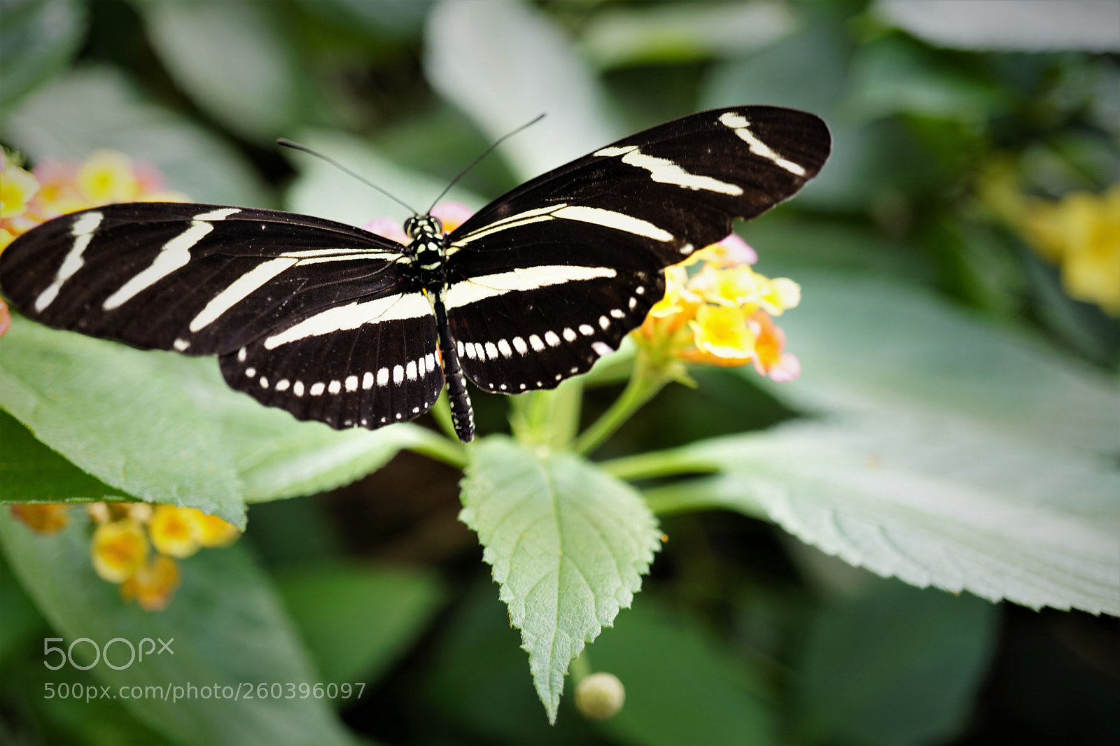 Sony a6000 sample photo. Dsc photography