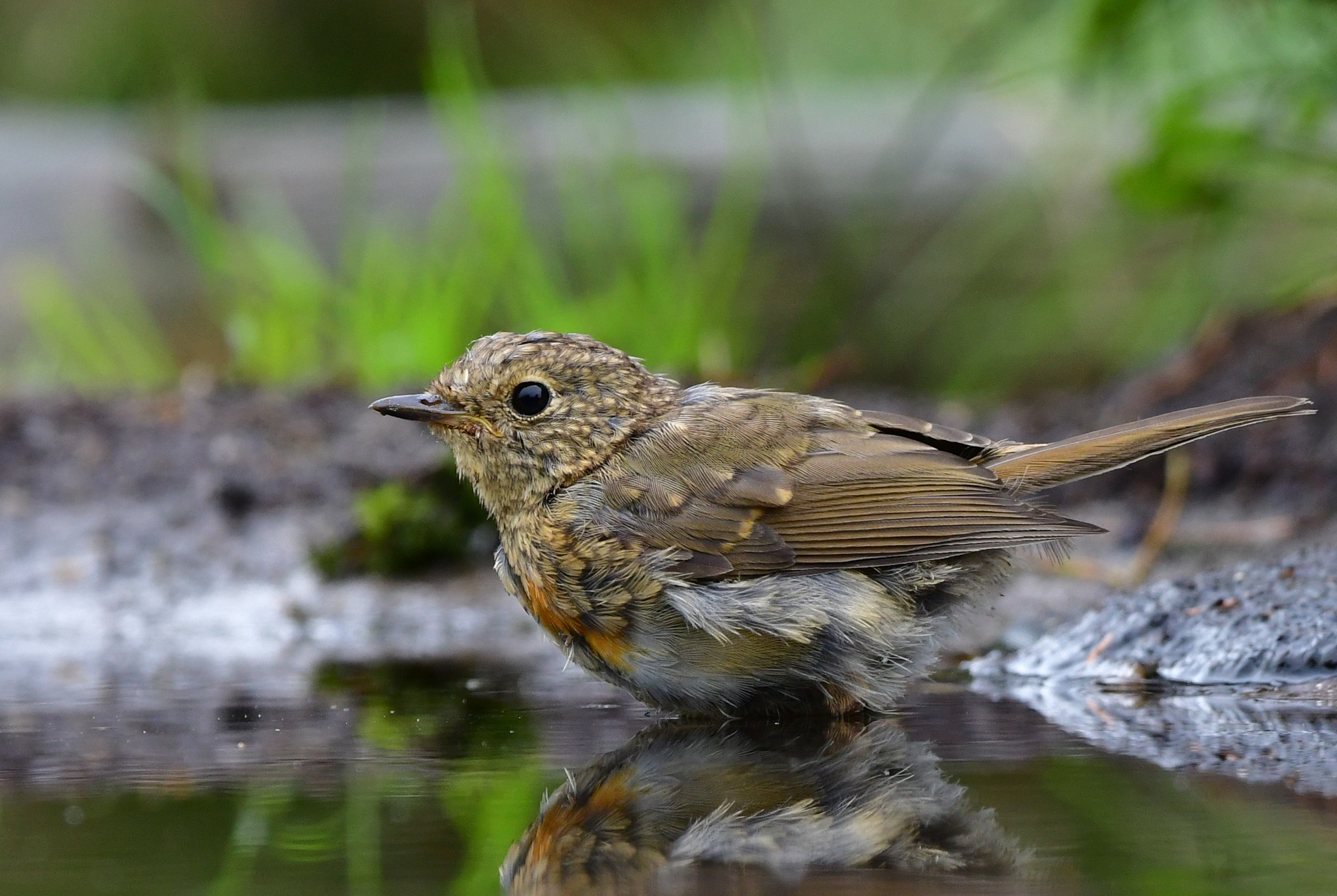 Nikon AF-S Nikkor 500mm F4G ED VR sample photo. Roodborst photography