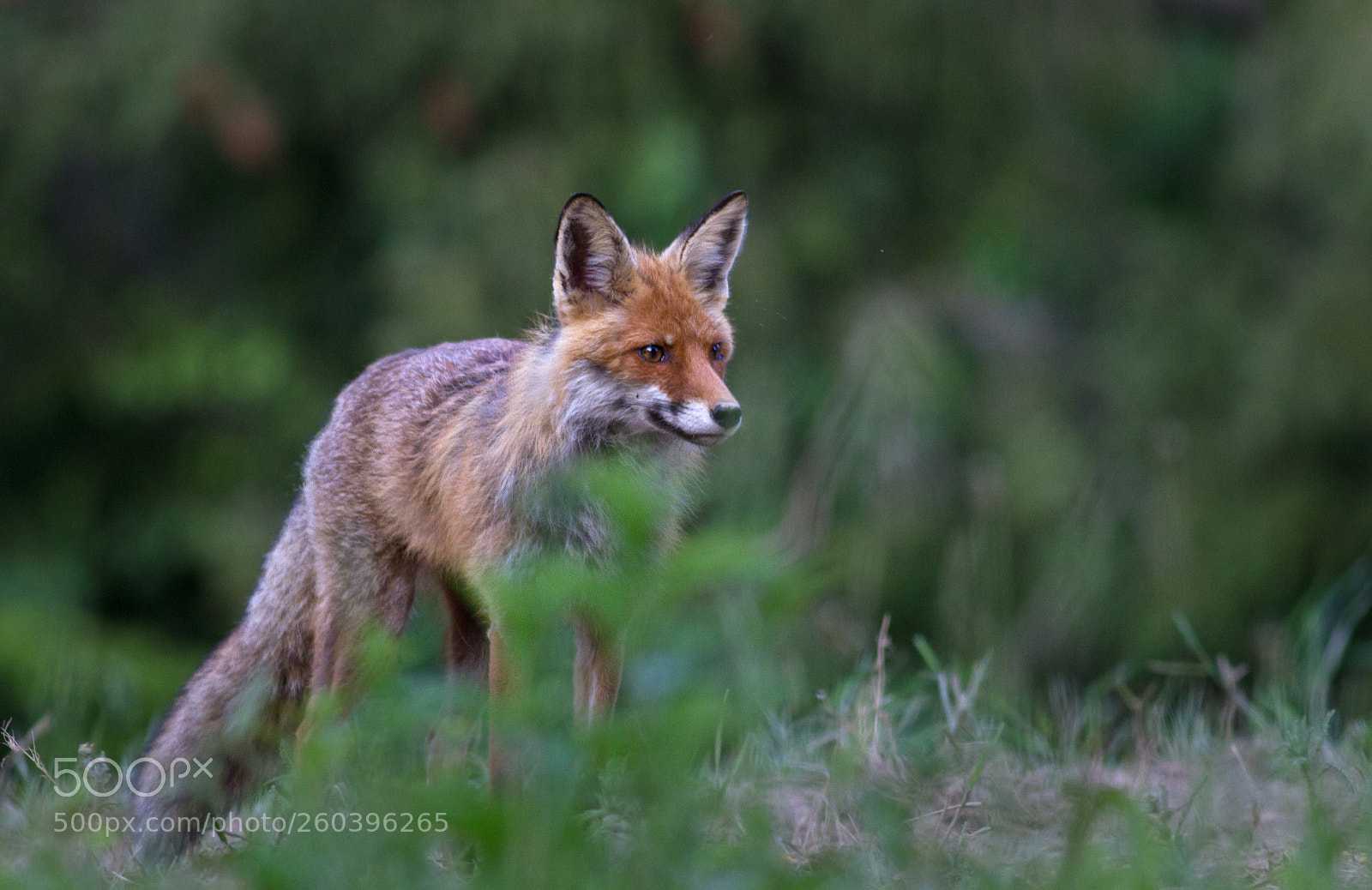Canon EOS 7D sample photo. Red fox photography