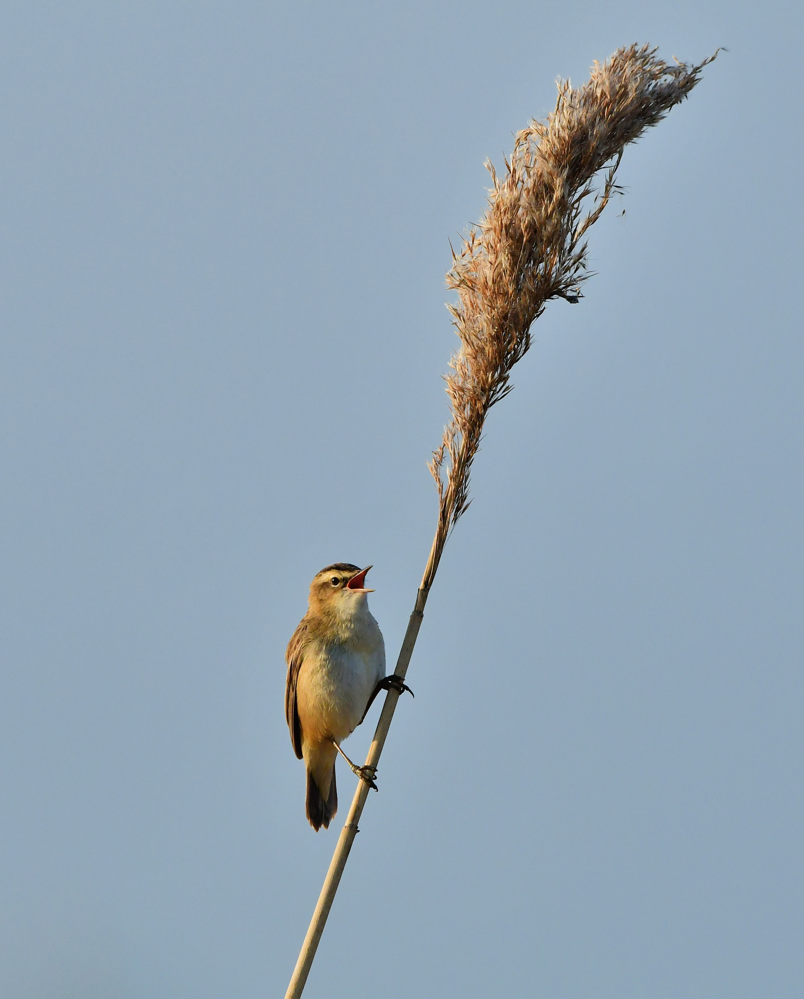 Nikon D500 + Nikon AF-S Nikkor 500mm F4G ED VR sample photo. Rietzanger photography