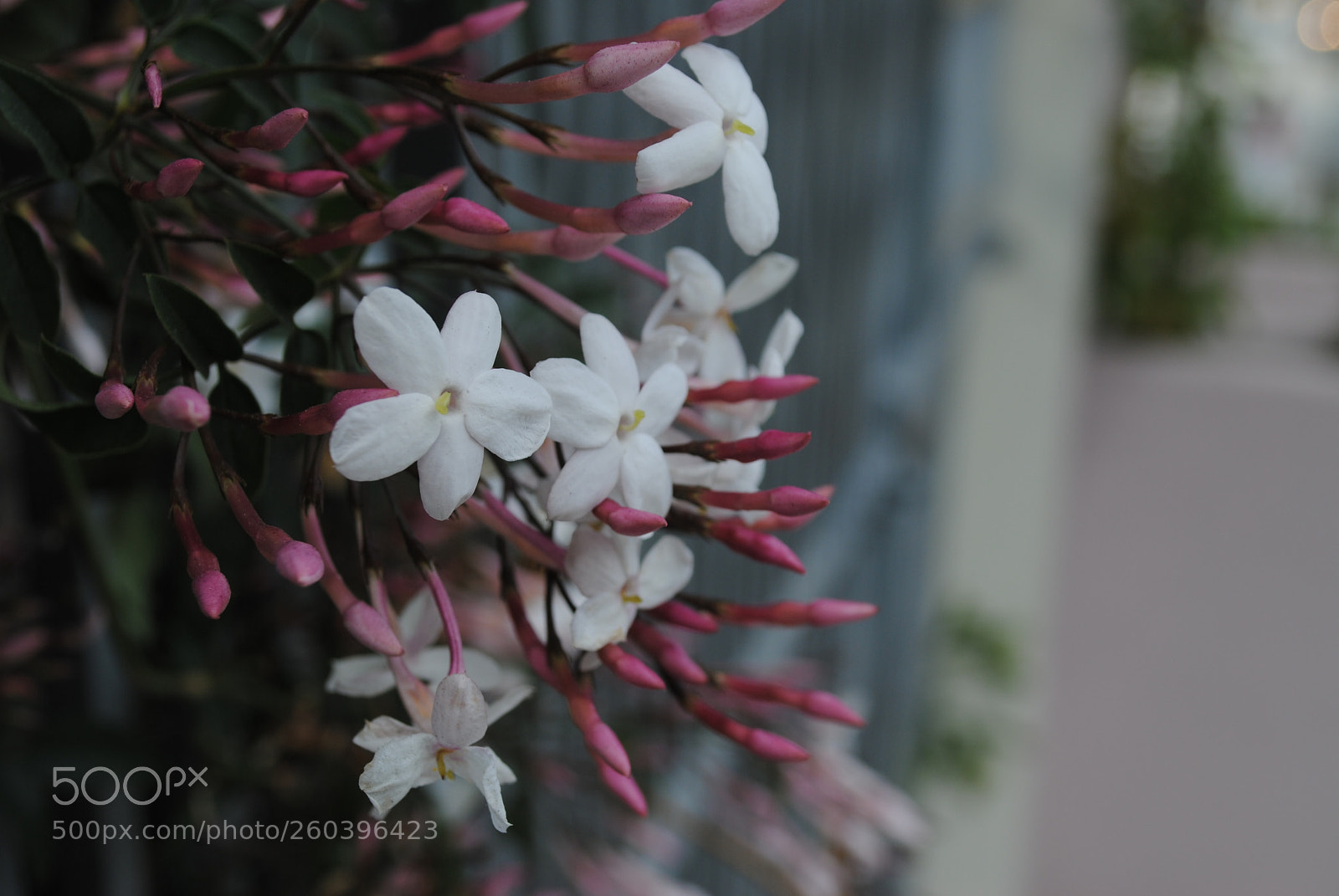 Nikon D3000 sample photo. Francisco flowers photography