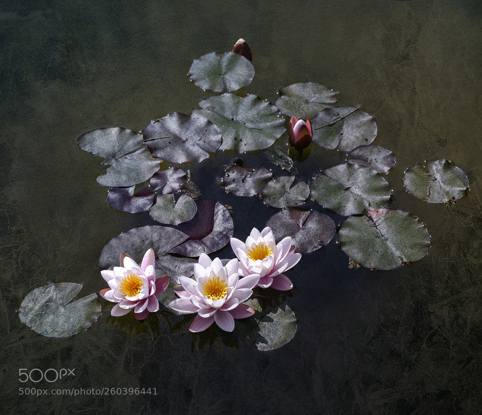 Nikon D810 sample photo. A fleur d'eau photography